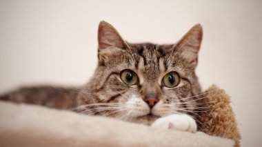 Yeşil gözlü bir gri çizgili kedi portresi.