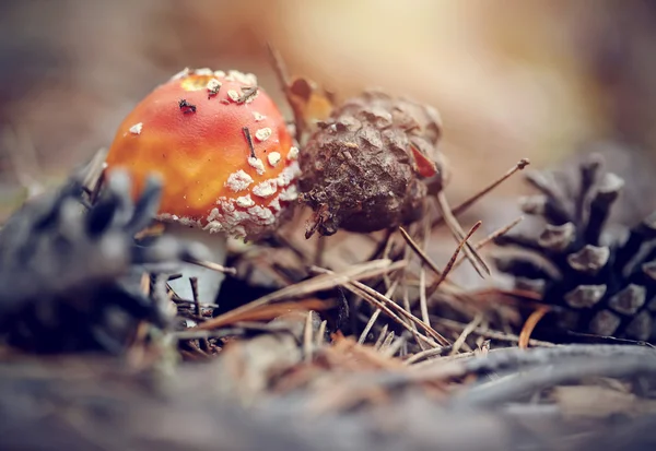 Fly agaric en dennenappels. — Stockfoto