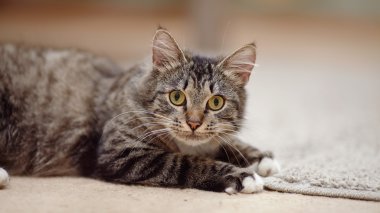 Sarı gözlü çizgili bir kedi portresi