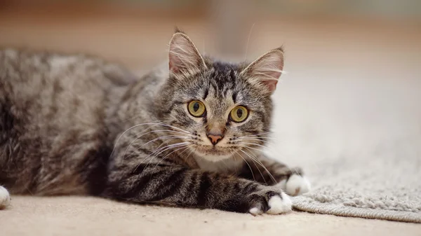 Ritratto di un gatto a strisce con gli occhi gialli — Foto Stock