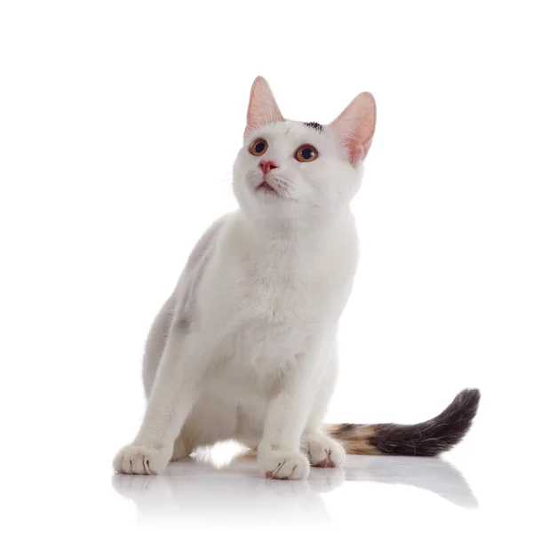 Белая домашняя кошка с разноцветным полосатым хвостом — стоковое фото