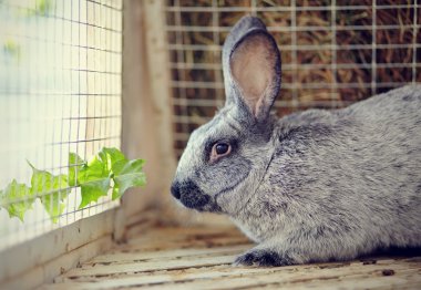 gri tavşan ve bir karahindiba yaprak.