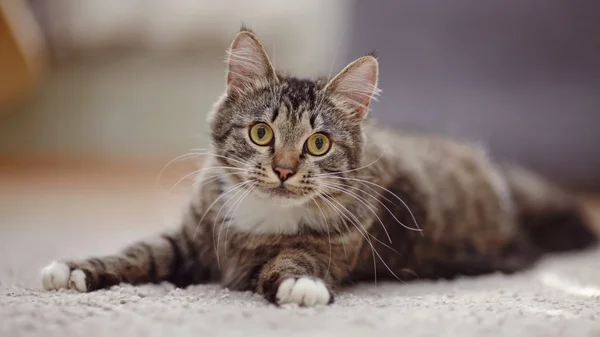 Gestreifte Hauskatze mit gelben Augen — Stockfoto