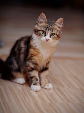 Aile içi çok renkli yavru kedi