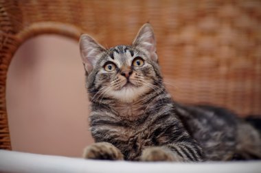 Çizgili yerli kedi yavrusu bir hasır sandalye üzerinde portresi