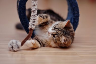 Aile içi çok renkli kedi oyunları