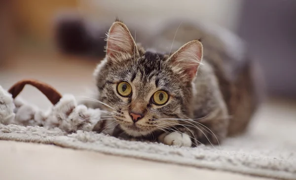 Retrato de un gato atigrado con ojos amarillos — Foto de Stock