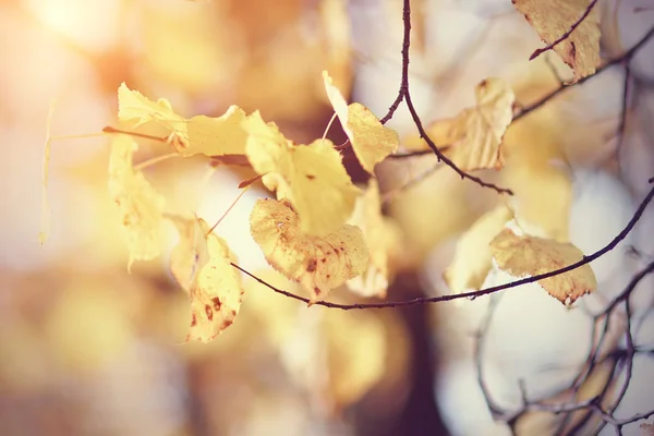 黄色の紅葉 — ストック写真