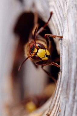 Büyük bir yaban arısı - bir hornet portresi