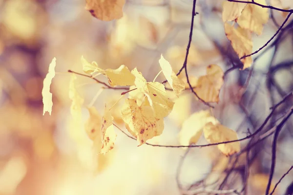 Gelbe Herbstblätter — Stockfoto