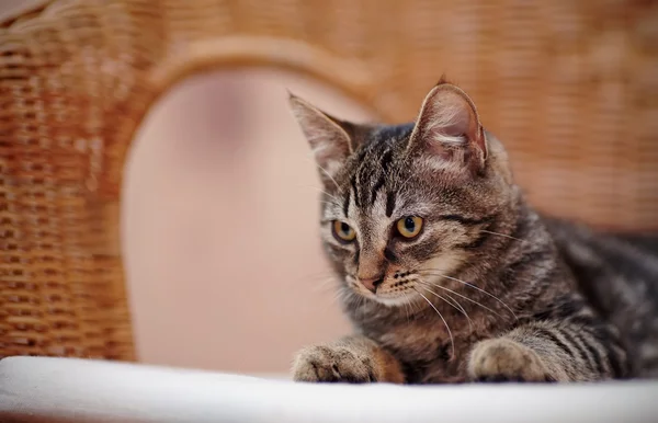 条纹的国内小猫在柳条椅子上的肖像 — 图库照片