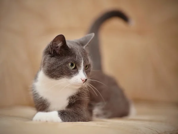 Grigio fumo con bianco un gatto domestico . — Foto Stock