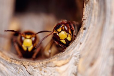 İki büyük arı - hornets portresi