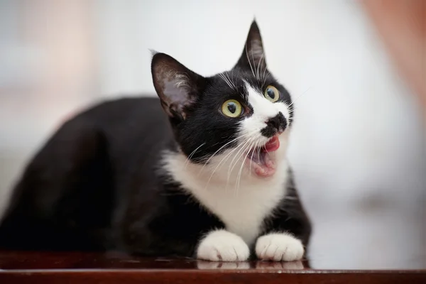 Siyah ve beyaz iç kedi dudaklarını yalıyor. — Stok fotoğraf