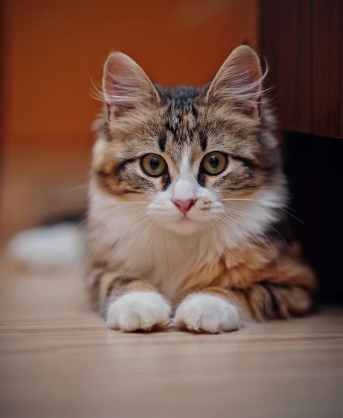 Retrato de um gatinho multi-coloridas doméstico — Fotografia de Stock