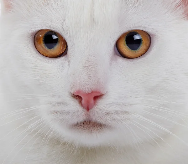 Muzzle of a white domestic cat with yellow eyes — Stock Photo, Image