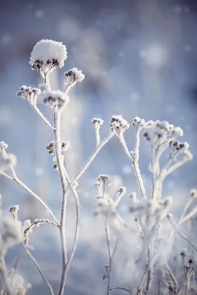 As plantas secas na neve no inverno — Fotografia de Stock