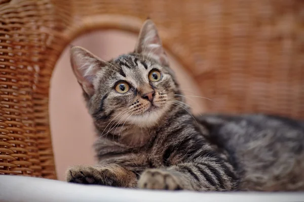 Портрет полосатого домашнего котенка на плетеном стуле — стоковое фото
