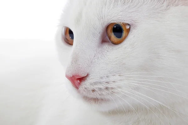 Focinho de um gato doméstico branco com olhos amarelos — Fotografia de Stock