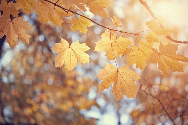 Gelbe Ahornblätter im Herbst. — Stockfoto