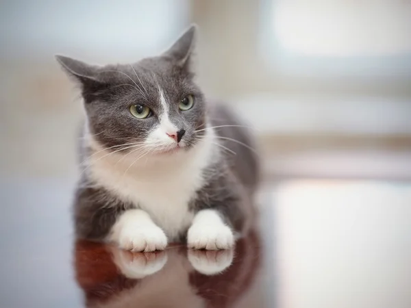 Com raiva fumarento-cinza com branco gato doméstico — Fotografia de Stock