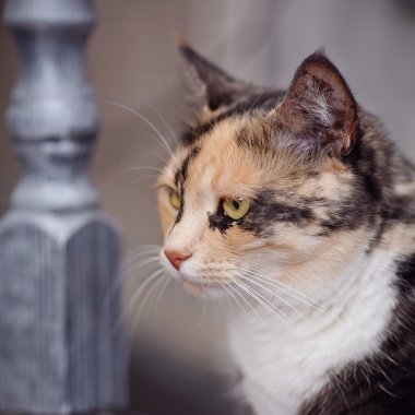 Bir kedi çok renkli bir rengin portresi.