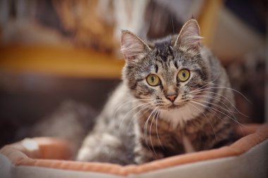 Bir kedi portre şeritli renk sarı gözlü.