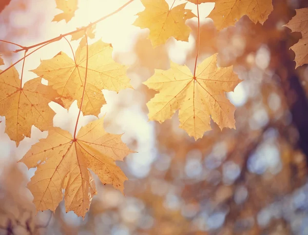 Herbstahorn geht von gelben Farbe — Stockfoto