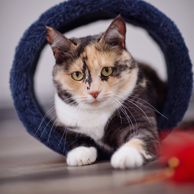 Çok renkli bir rengin yerli kedi