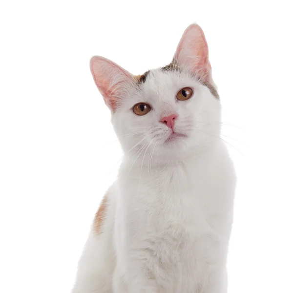 Porträt einer schönen weißen Hauskatze. — Stockfoto