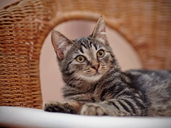 Портрет полосатого котенка на плетеном стуле — стоковое фото