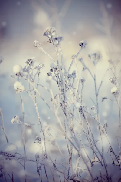 Plantas secas em geada e neve — Fotografia de Stock