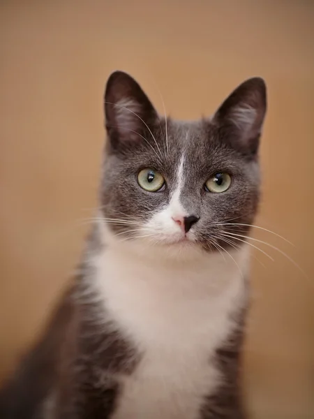 Portrait smoky-gray cat. — Stock Photo, Image