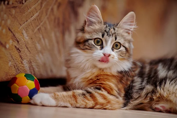 Binnenlandse kitten van een multi-gekleurde kleur met een bal. — Stockfoto