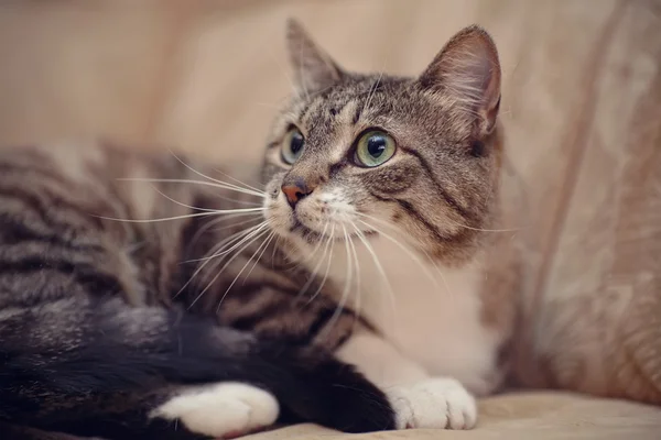 Yeşil gözlü bir gri çizgili kedi portresi. — Stok fotoğraf