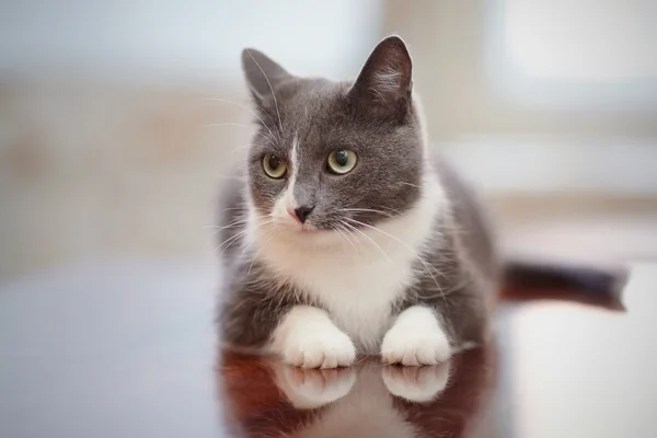 Gato doméstico de uma cor branco-fumaça — Fotografia de Stock