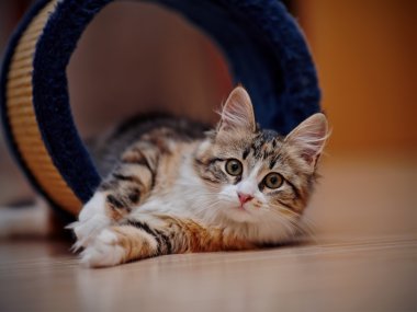 Aile içi çok renkli kedi