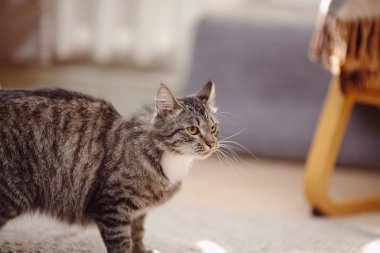 Çizgili bir kızgın kedi portresi