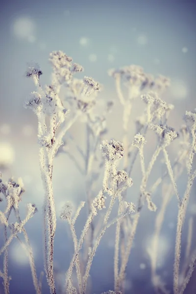 De droge planten in sneeuw in de winter — Stockfoto