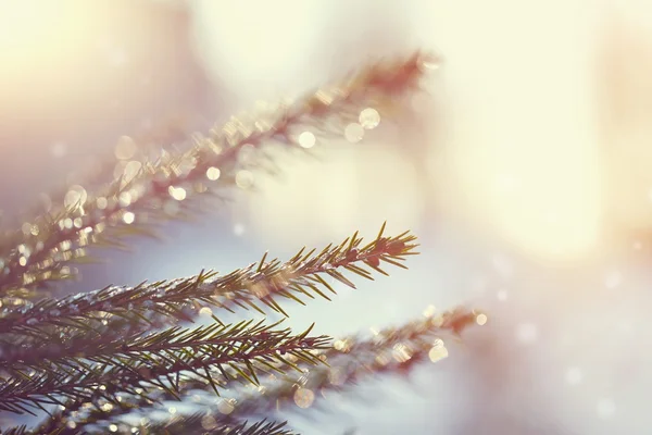 Fir-tree branches in the stiffened drops of ice — Stock Photo, Image