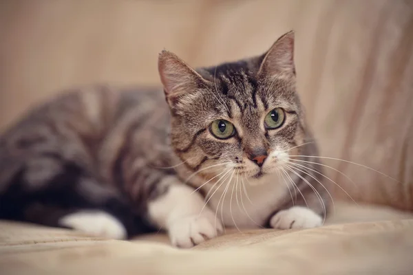 Gray striped cat with green eyes. — Stock Photo, Image