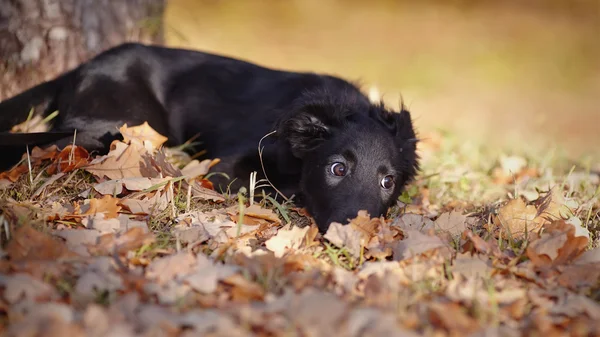 Zwarte pup ligt in herfst bladeren. — Stockfoto