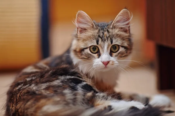 Portrait of a domestic multi-colored kitten — Stock Photo, Image