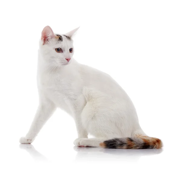 Weiße Hauskatze mit einem bunt gestreiften Schwanz — Stockfoto