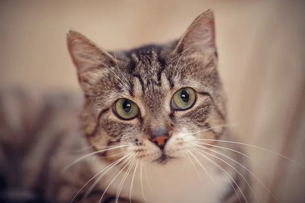 Gray striped cat with green eyes. — Stock Photo, Image