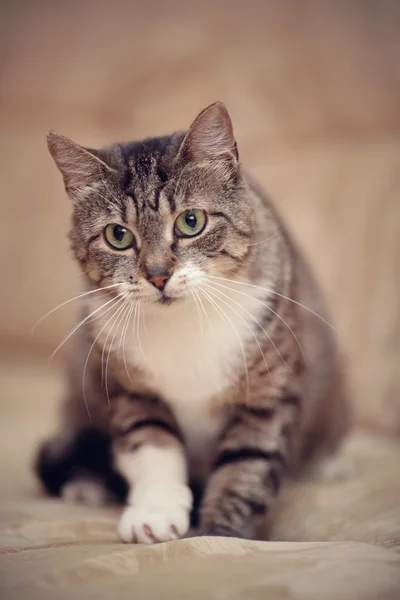 회색 줄무늬 녹색 눈을 가진 고양이 백색 발. — 스톡 사진