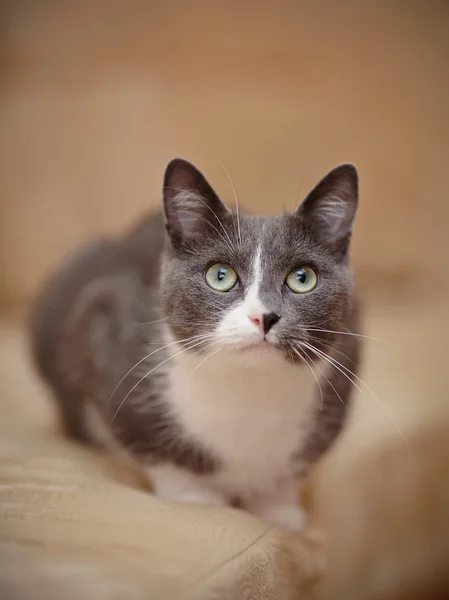 Smoky-gray with white a domestic cat. — Stock Photo, Image