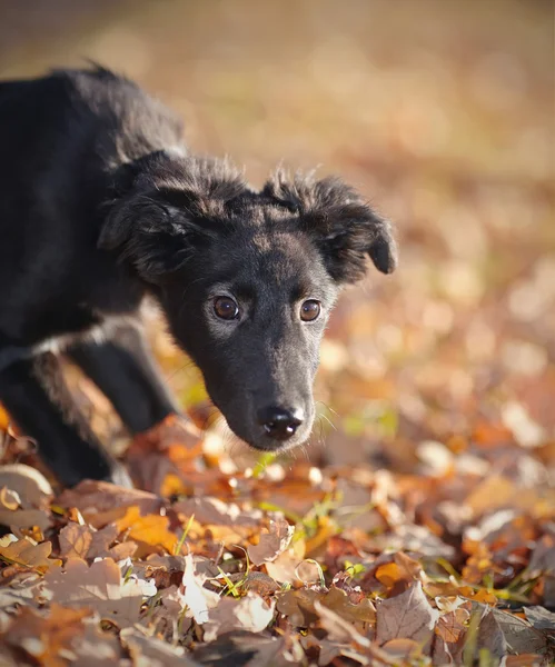 Portret van een zwarte pup met najaar verlaat. — Stockfoto