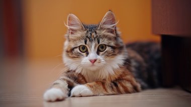 çok renkli bir kedi yavrusu portresi