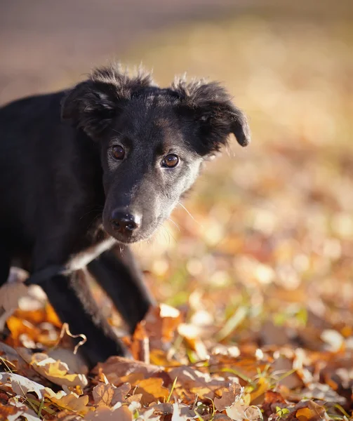 Portrait of a black puppy with autumn leaves. — Stock Photo, Image